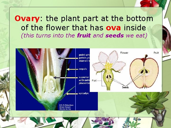 Ovary: the plant part at the bottom of the flower that has ova inside