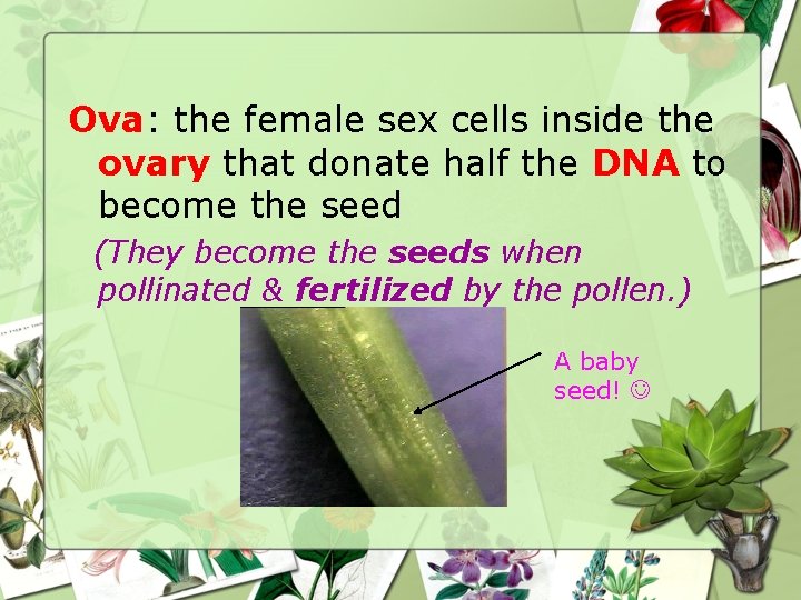 Ova: the female sex cells inside the ovary that donate half the DNA to