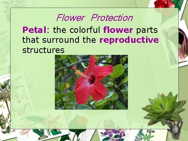 Flower Protection Petal: the colorful flower parts that surround the reproductive structures 