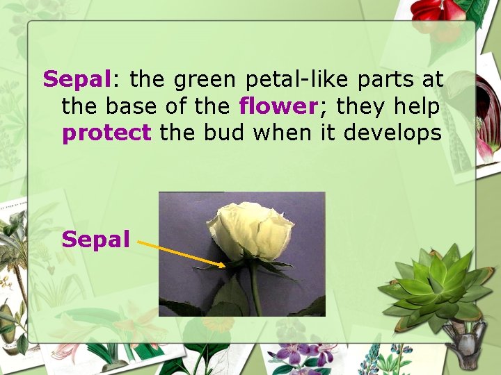 Sepal: the green petal-like parts at the base of the flower; they help protect