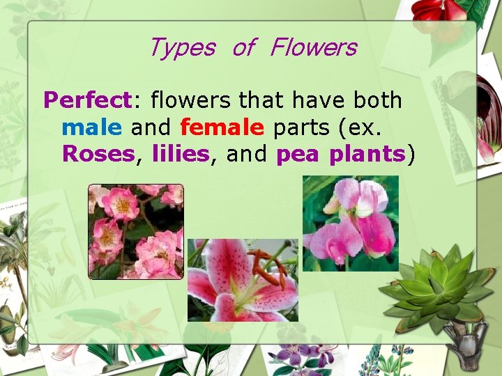 Types of Flowers Perfect: flowers that have both male and female parts (ex. Roses,