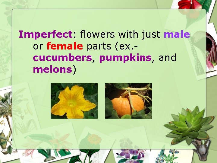 Imperfect: flowers with just male or female parts (ex. cucumbers, pumpkins, and melons) 