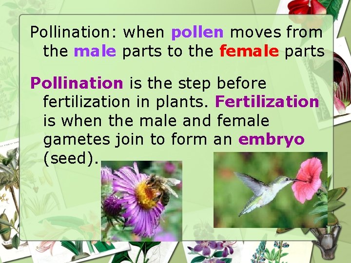 Pollination: when pollen moves from the male parts to the female parts Pollination is