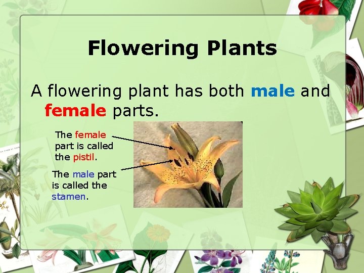 Flowering Plants A flowering plant has both male and female parts. The female part