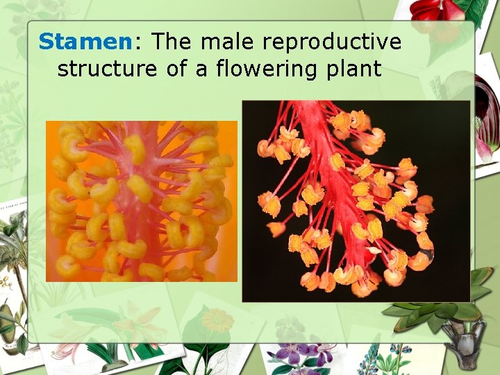 Stamen: The male reproductive structure of a flowering plant 