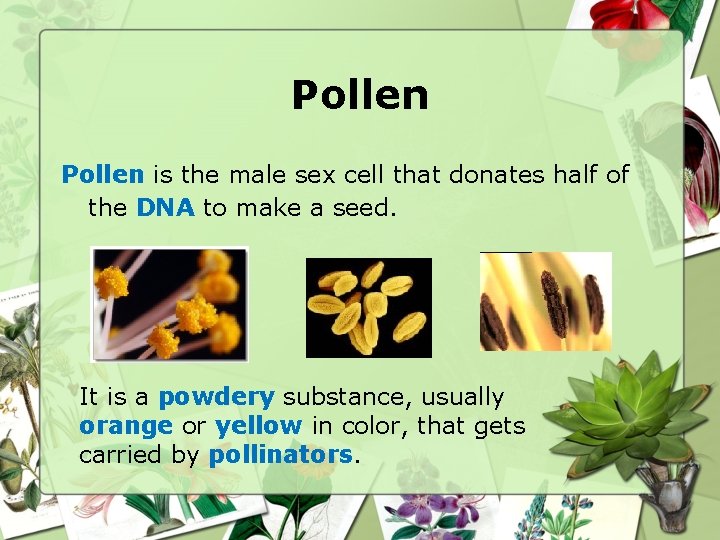 Pollen is the male sex cell that donates half of the DNA to make