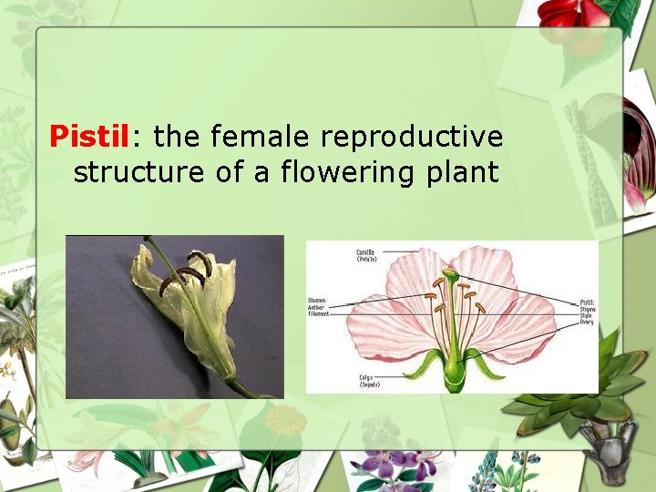 Pistil: the female reproductive structure of a flowering plant 