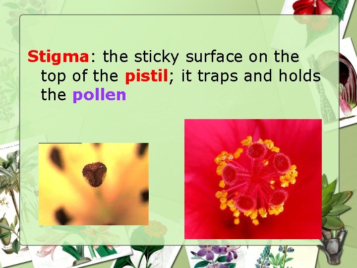 Stigma: the sticky surface on the top of the pistil; it traps and holds