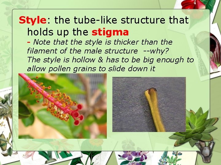 Style: the tube-like structure that holds up the stigma - Note that the style