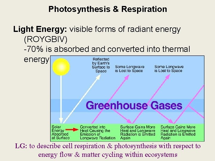 Photosynthesis & Respiration Light Energy: visible forms of radiant energy (ROYGBIV) -70% is absorbed