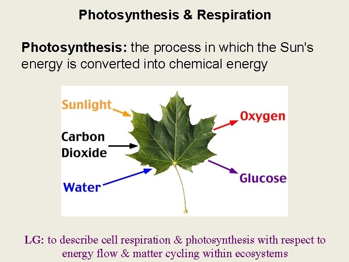 Photosynthesis & Respiration Photosynthesis: the process in which the Sun's energy is converted into