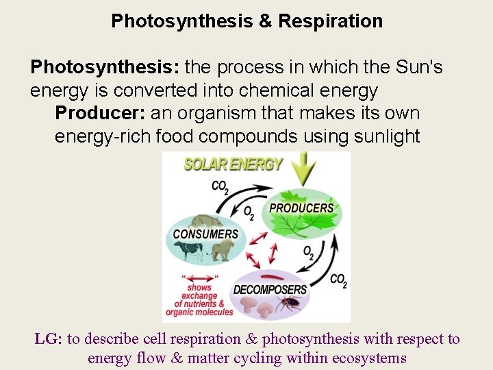 Photosynthesis & Respiration Photosynthesis: the process in which the Sun's energy is converted into