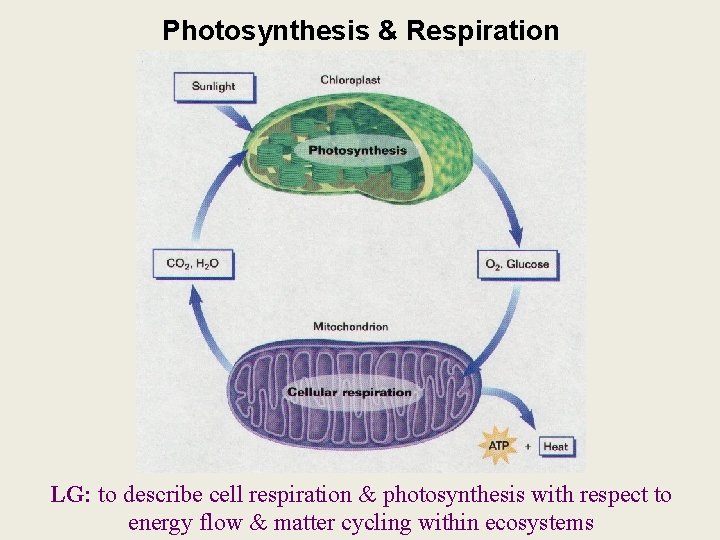 Photosynthesis & Respiration LG: to describe cell respiration & photosynthesis with respect to energy