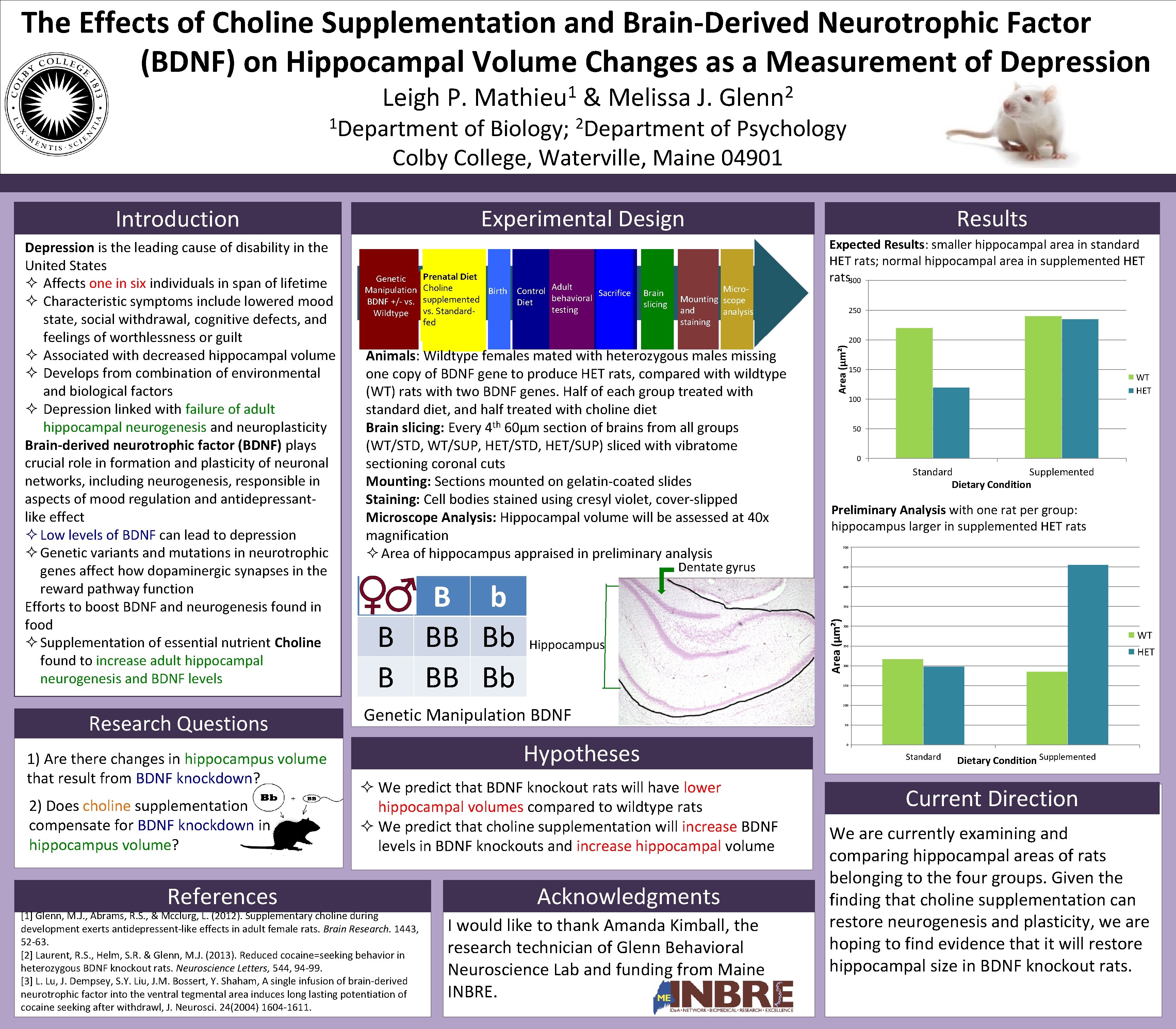 The Effects of Choline Supplementation and Brain-Derived Neurotrophic Factor (BDNF) on Hippocampal Volume Changes