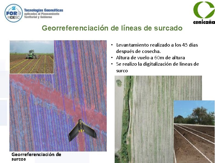 Georreferenciación de líneas de surcado • Levantamiento realizado a los 45 días después de