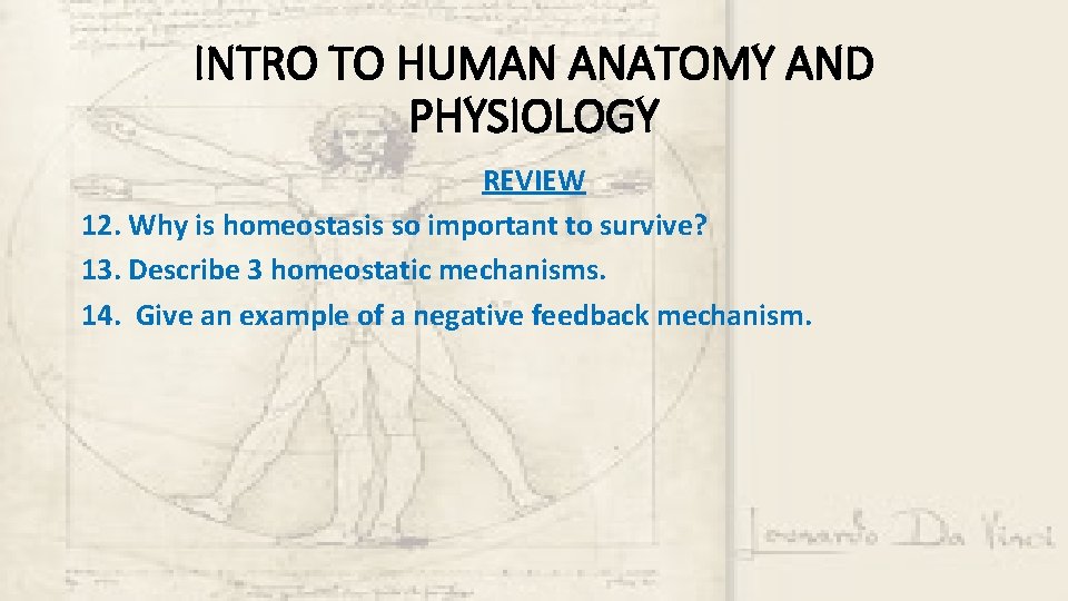 INTRO TO HUMAN ANATOMY AND PHYSIOLOGY REVIEW 12. Why is homeostasis so important to