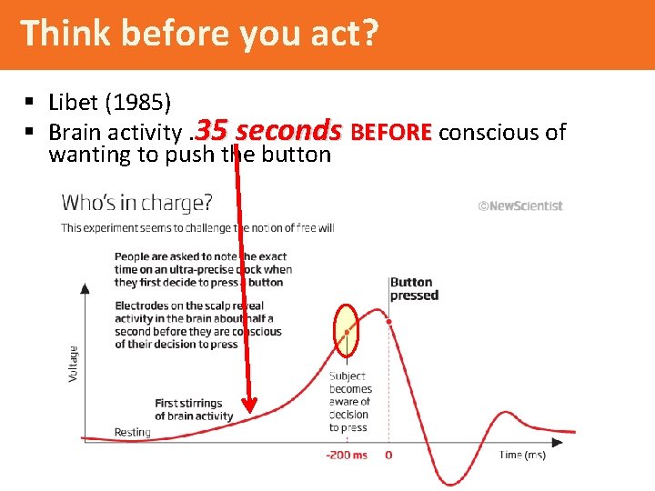 Think before you act? § Libet (1985) § Brain activity. 35 seconds BEFORE conscious