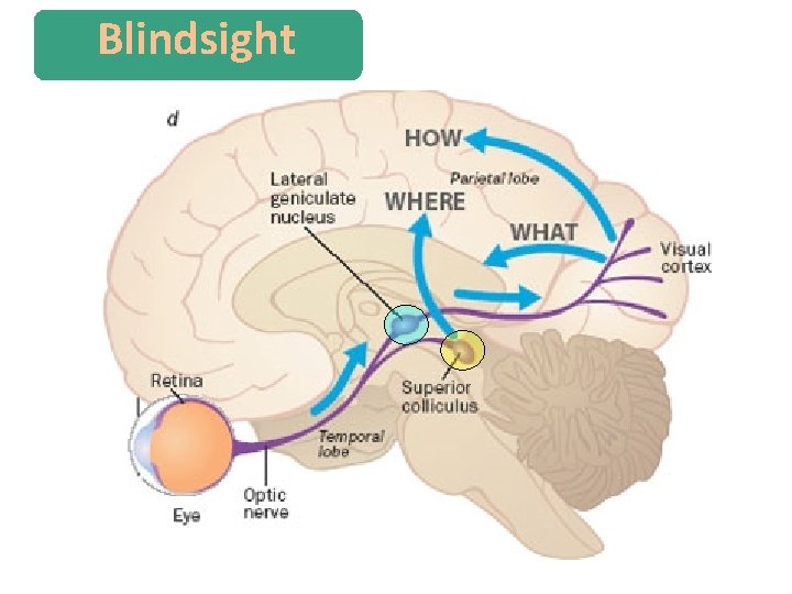 Blindsight 