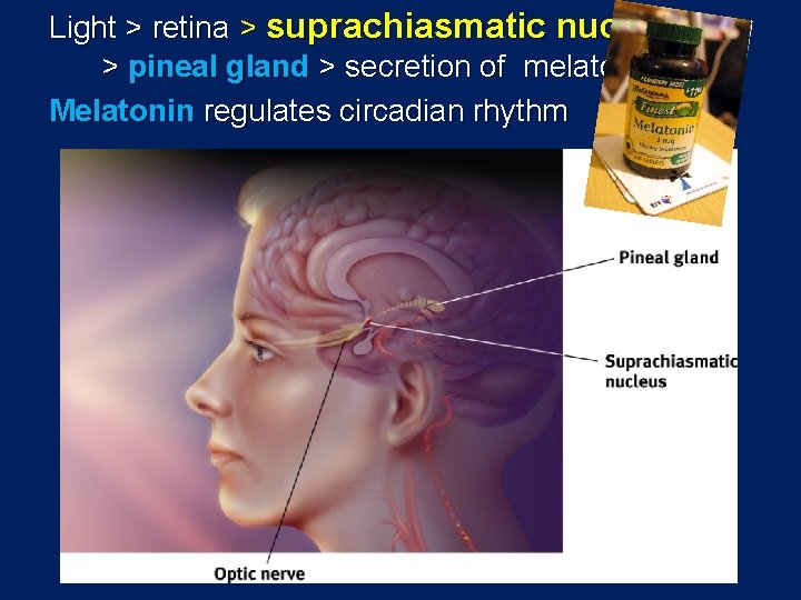 Light > retina > suprachiasmatic nucleus > pineal gland > secretion of melatonin Melatonin