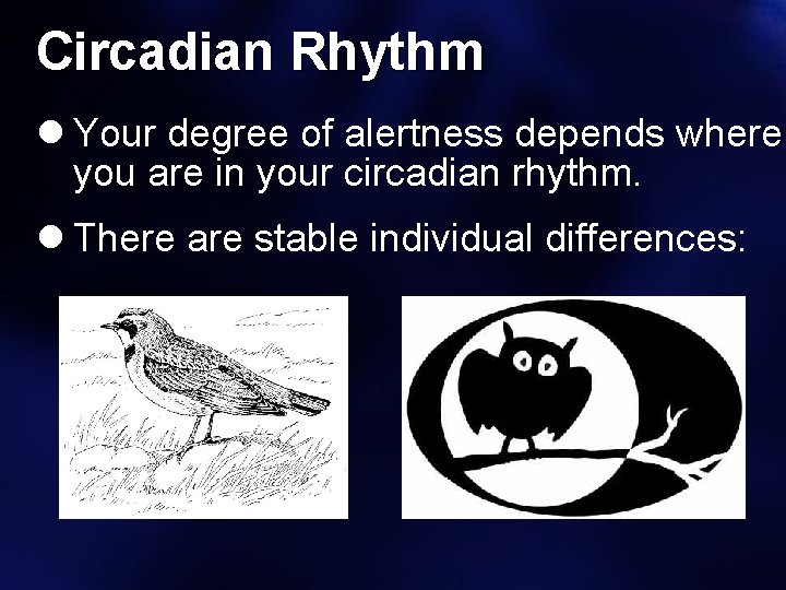 Circadian Rhythm Your degree of alertness depends where you are in your circadian rhythm.