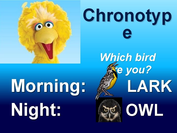 Chronotyp e Morning: Night: Which bird are you? LARK OWL 