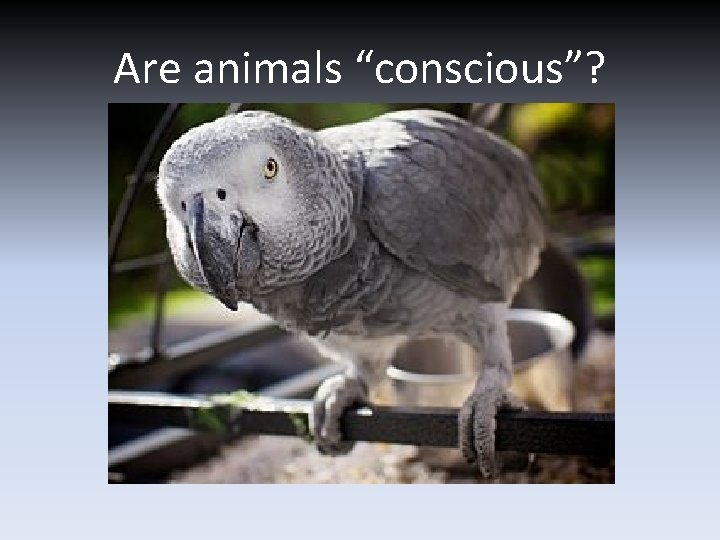 Are animals “conscious”? 