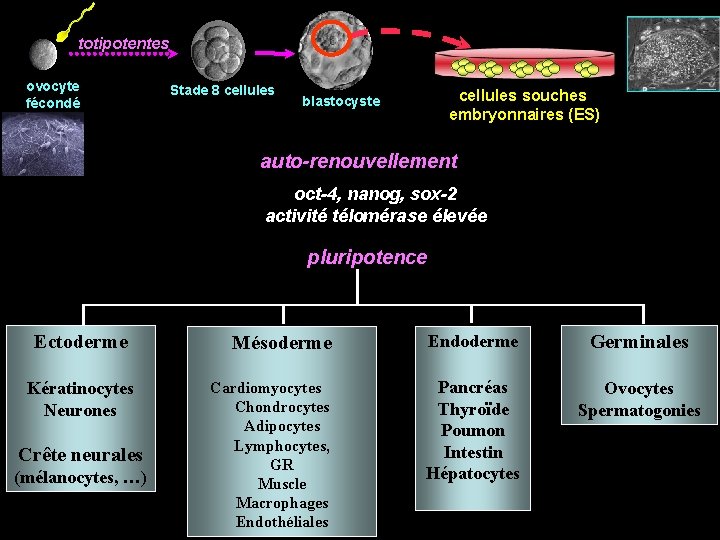 totipotentes ovocyte fécondé Stade 8 cellules souches embryonnaires (ES) blastocyste auto-renouvellement oct-4, nanog, sox-2