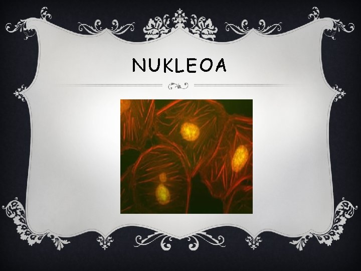 NUKLEOA 