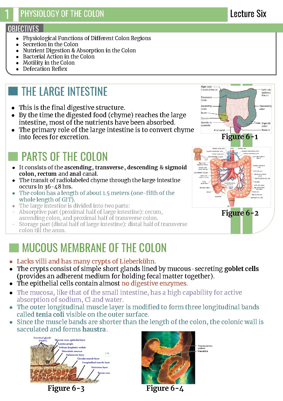 1 Lecture Six PHYSIOLOGY OF THE COLON OBJECTIVES ● ● ● Physiological Functions of 1 Lecture Six PHYSIOLOGY OF THE COLON OBJECTIVES ● ● ● Physiological Functions of