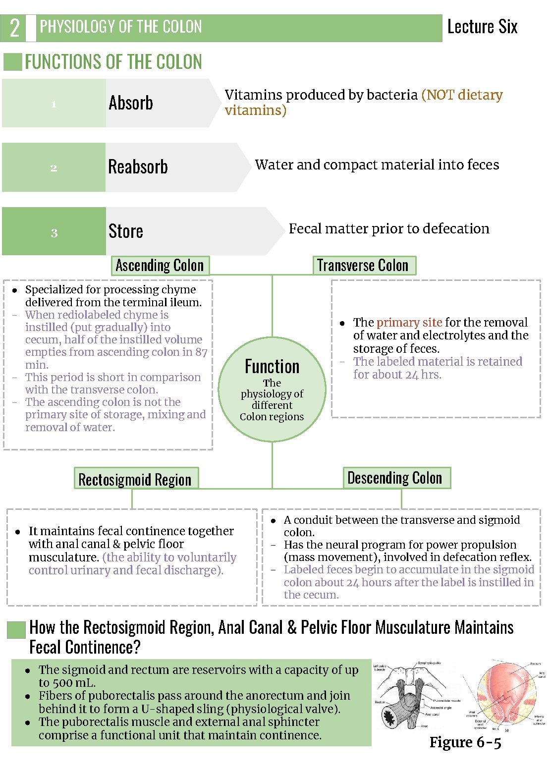 2 Lecture Six PHYSIOLOGY OF THE COLON FUNCTIONS OF THE COLON 1 Absorb 2 2 Lecture Six PHYSIOLOGY OF THE COLON FUNCTIONS OF THE COLON 1 Absorb 2