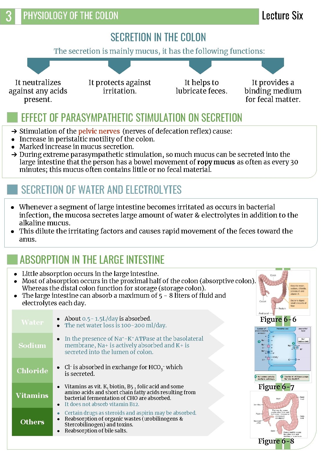 3 Lecture Six PHYSIOLOGY OF THE COLON SECRETION IN THE COLON The secretion is 3 Lecture Six PHYSIOLOGY OF THE COLON SECRETION IN THE COLON The secretion is