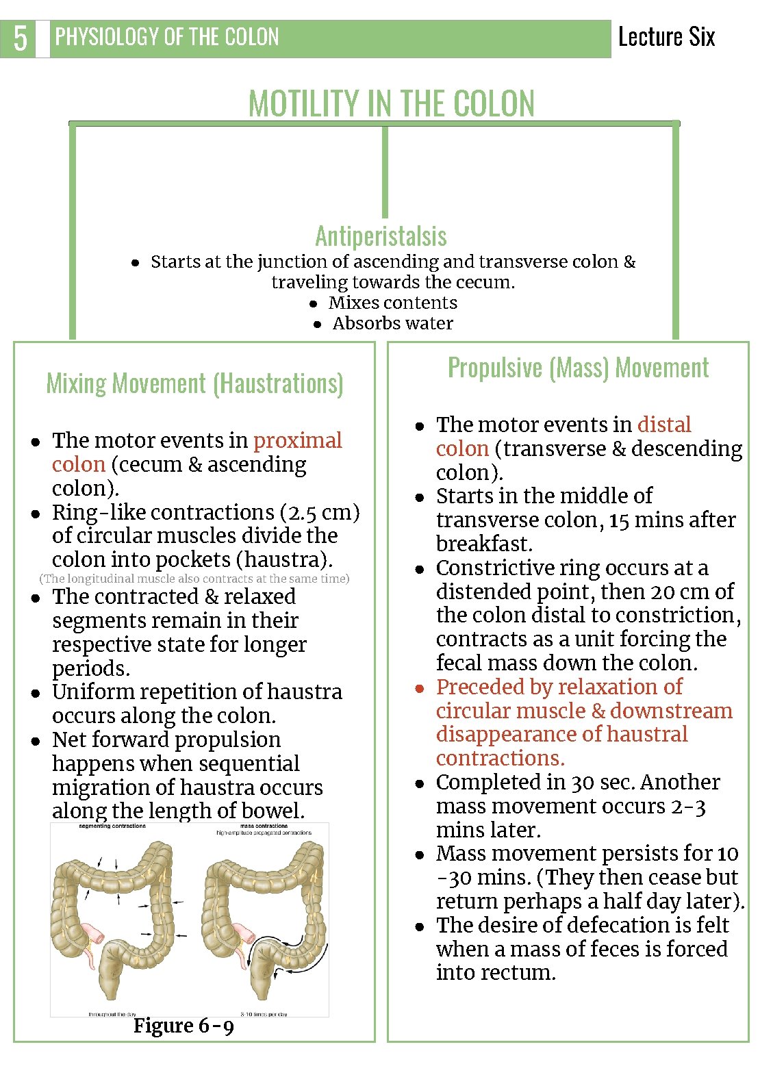 5 Lecture Six PHYSIOLOGY OF THE COLON MOTILITY IN THE COLON Antiperistalsis ● Starts 5 Lecture Six PHYSIOLOGY OF THE COLON MOTILITY IN THE COLON Antiperistalsis ● Starts