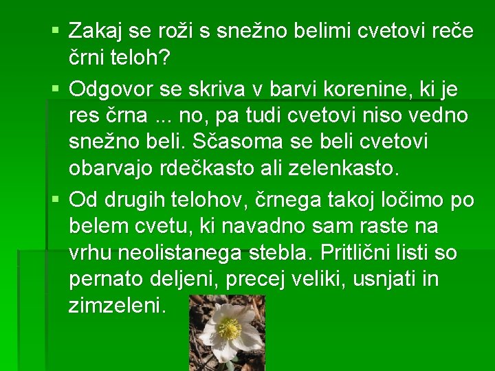 § Zakaj se roži s snežno belimi cvetovi reče črni teloh? § Odgovor se