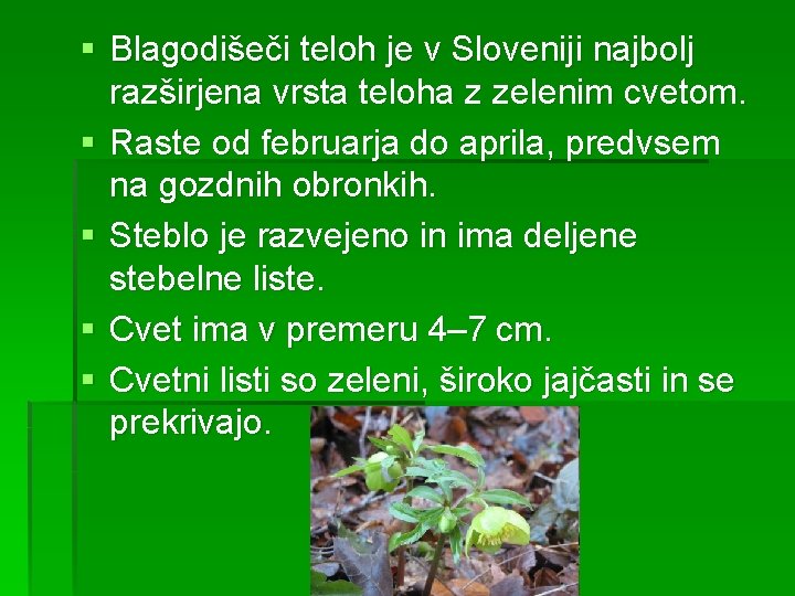 § Blagodišeči teloh je v Sloveniji najbolj razširjena vrsta teloha z zelenim cvetom. §
