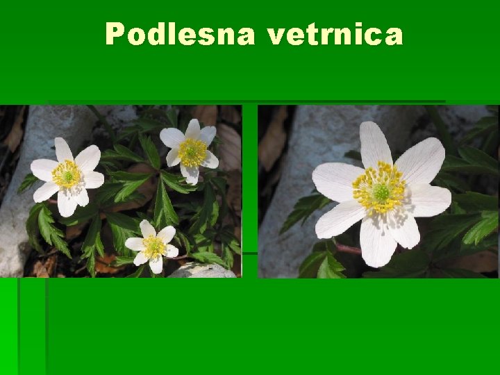 Podlesna vetrnica 