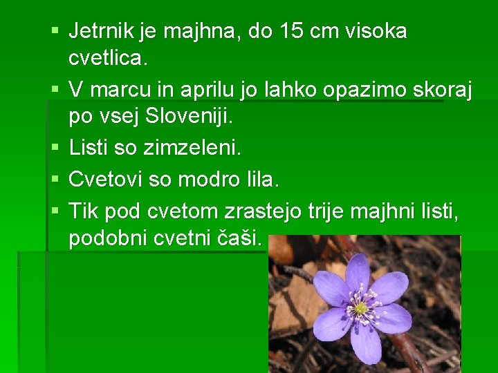 § Jetrnik je majhna, do 15 cm visoka cvetlica. § V marcu in aprilu