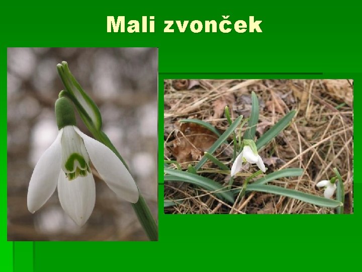 Mali zvonček 