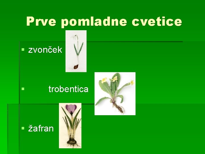 Prve pomladne cvetice § zvonček § trobentica § žafran 