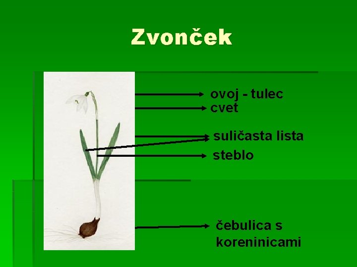 Zvonček ovoj - tulec cvet suličasta lista steblo čebulica s koreninicami 