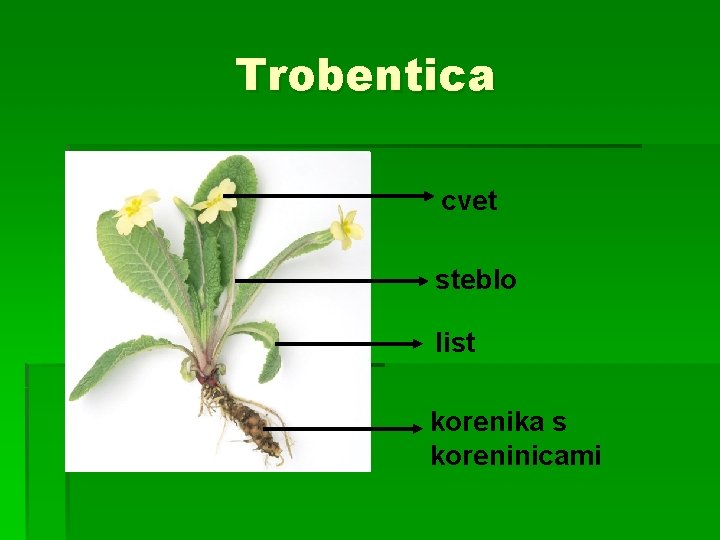 Trobentica cvet steblo list korenika s koreninicami 