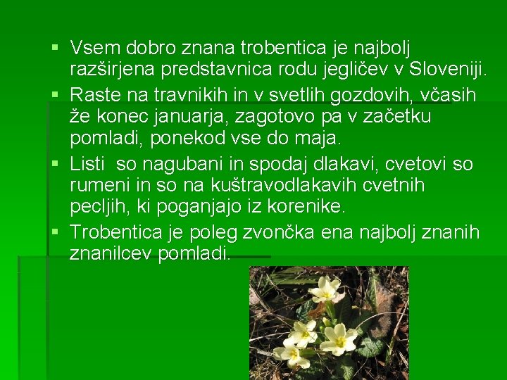 § Vsem dobro znana trobentica je najbolj razširjena predstavnica rodu jegličev v Sloveniji. §