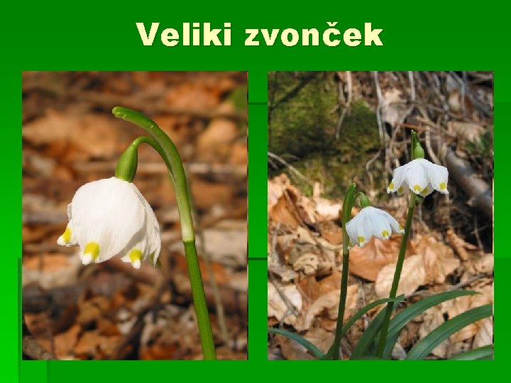 Veliki zvonček 