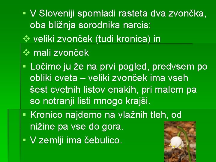 § V Sloveniji spomladi rasteta dva zvončka, oba bližnja sorodnika narcis: v veliki zvonček