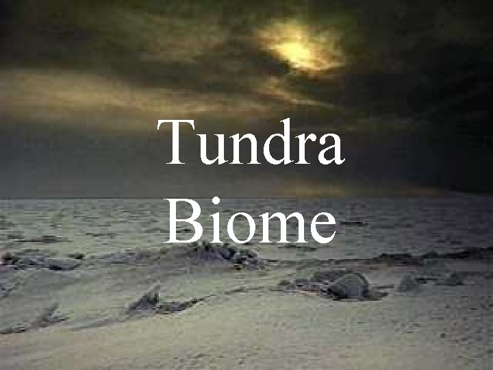 Tundra Biome 