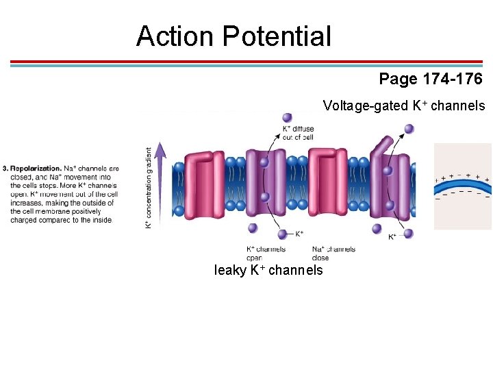 Action Potential Page 174 -176 Voltage-gated K+ channels leaky K+ channels 