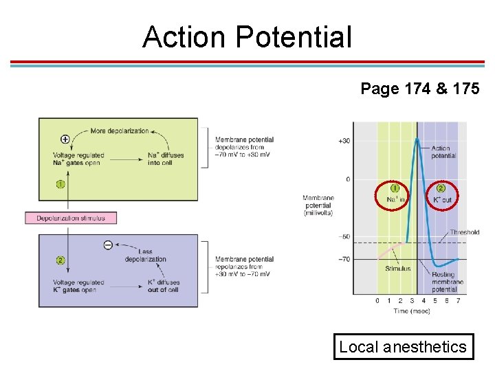 Action Potential Page 174 & 175 Local anesthetics 