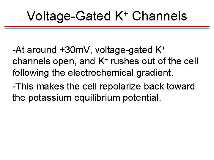 Voltage-Gated + K Channels -At around +30 m. V, voltage-gated K+ channels open, and