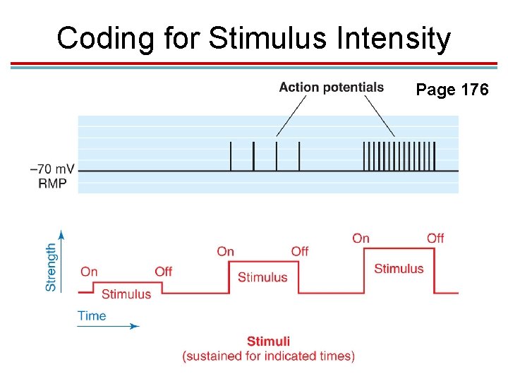 Coding for Stimulus Intensity Page 176 