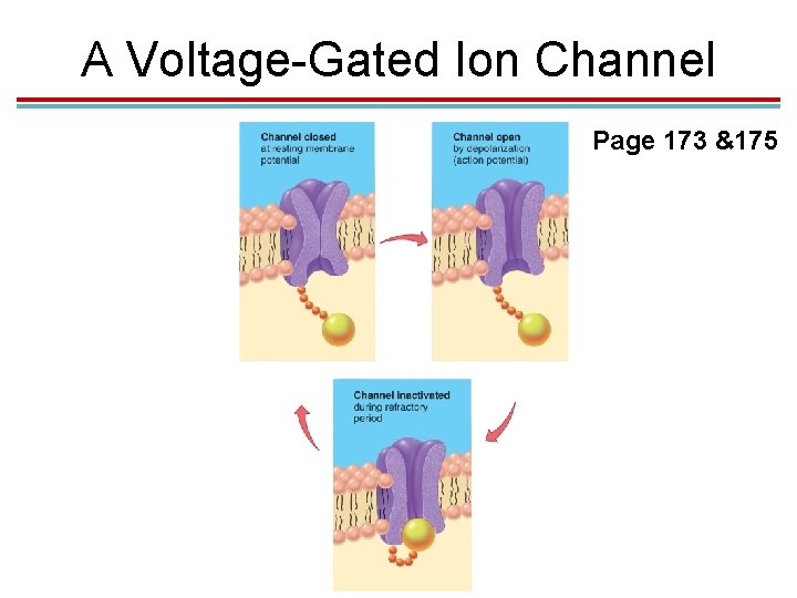 A Voltage-Gated Ion Channel Page 173 &175 