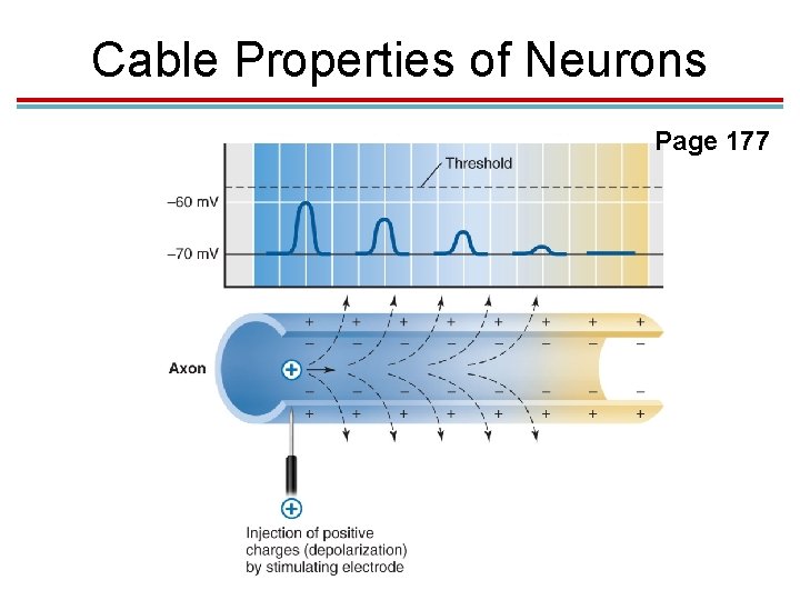 Cable Properties of Neurons Page 177 